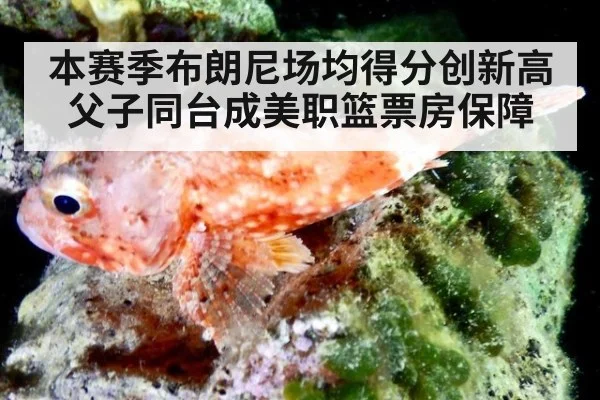 本赛季布朗尼场均得分创新高父子同台成美职篮票房保障